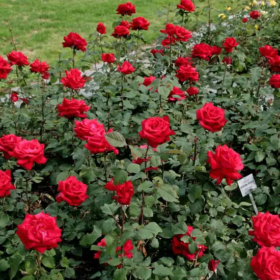 Trandafir cu parfum discret - Trandafiri - Grande Amore ® - 